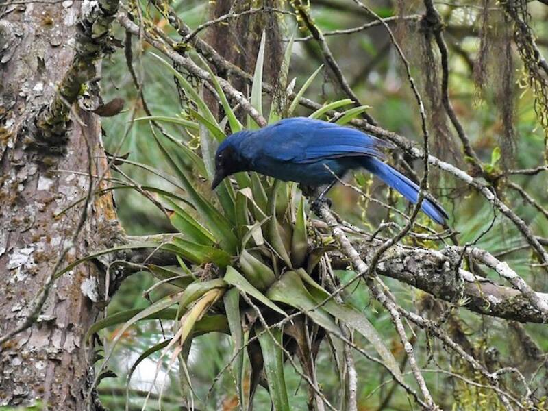 Black-throated Jay