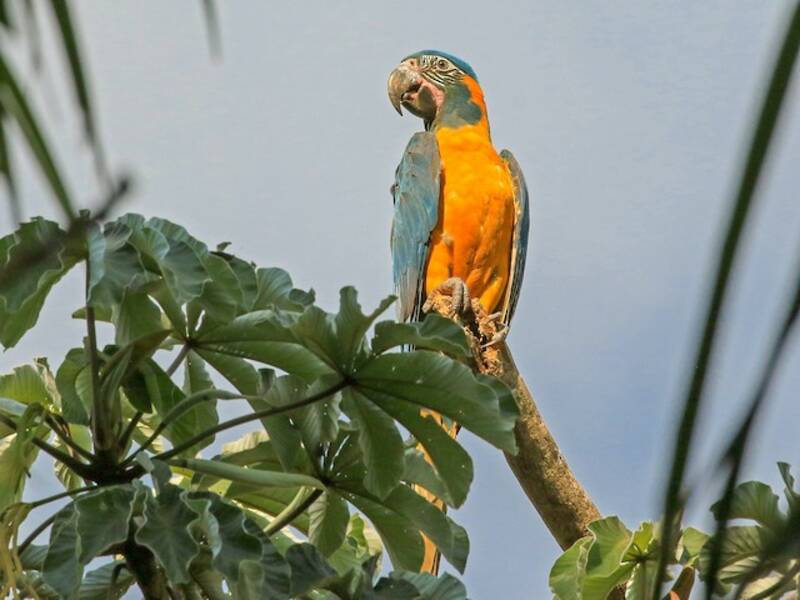 Guacamayo Barba Azul, Fotos 4