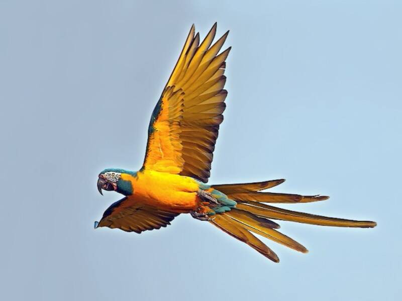Guacamayo Barba Azul, Fotos 3