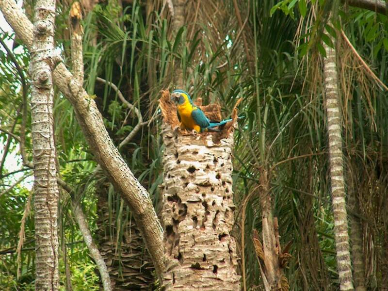 Guacamayo Barba Azul