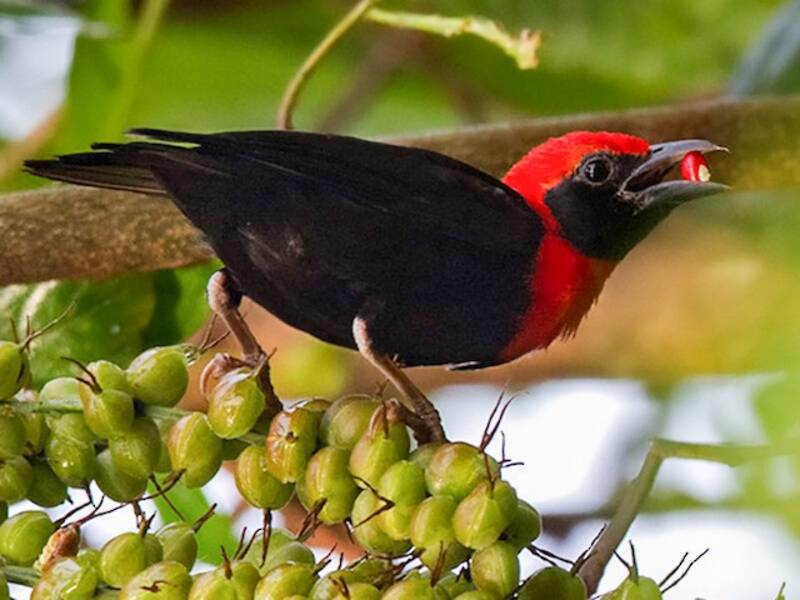 Black-throated Malimbe, 照片 2