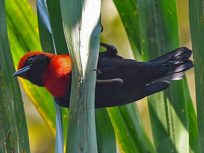 Black-throated Malimbe