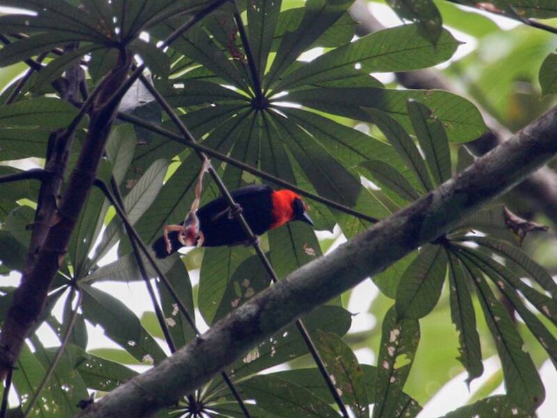 Black-throated Malimbe, 照片 3