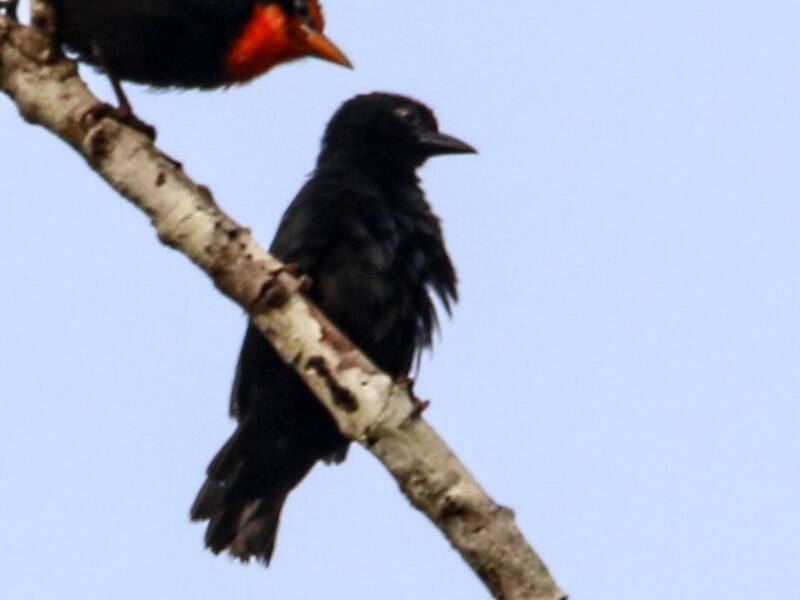 Black-throated Malimbe, 照片 4
