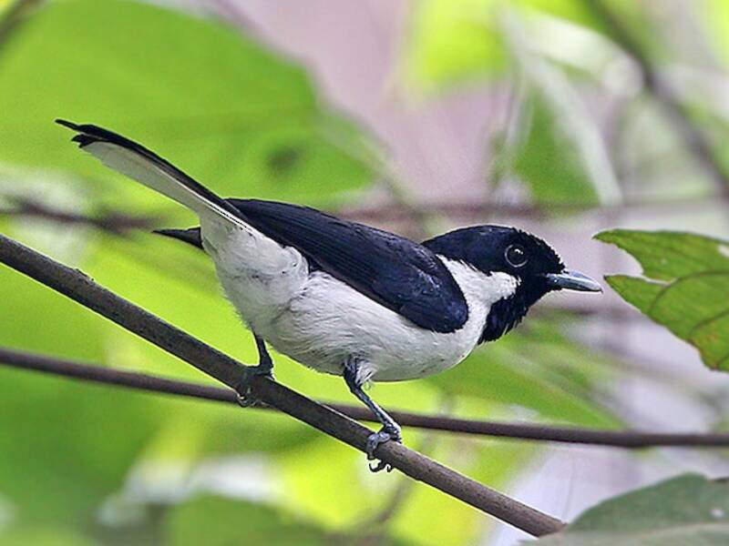 Buru Monarch