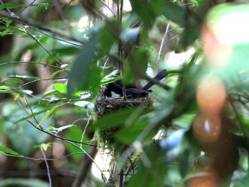 Buru Monarch, Photos 4