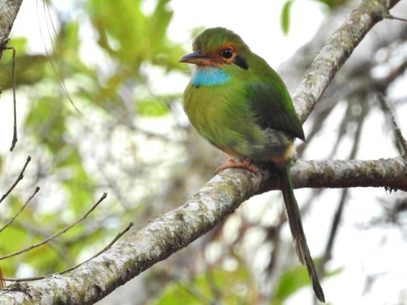 Blaukehlschwalbenmotmot