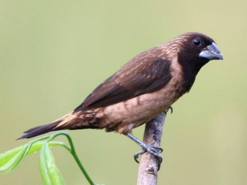 Black-throated Munia, 照片 4
