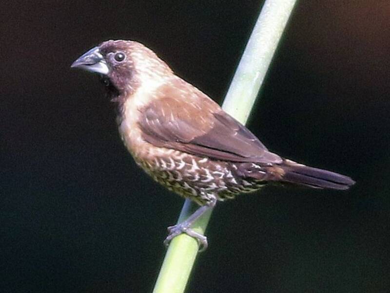 Black-throated Munia, 照片 2