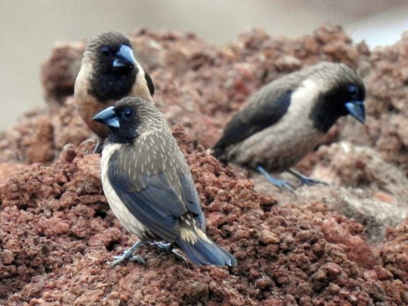 Black-throated Munia, 照片 3