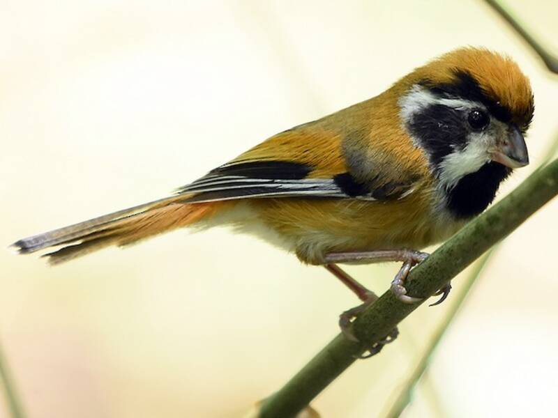 Black-throated Parrotbill
