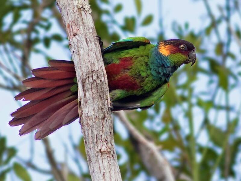 Conure à poitrine bleue, Photos 3