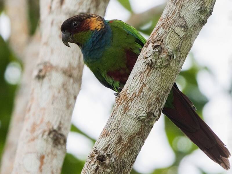 Conure à poitrine bleue