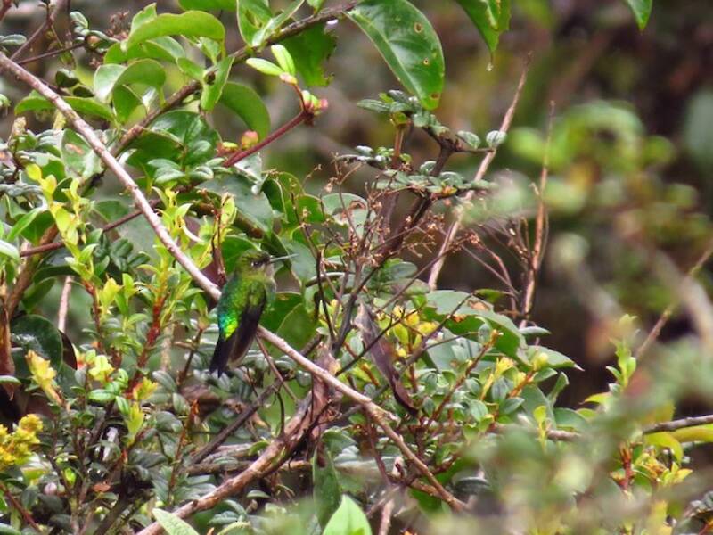 Zamarrito Muslinegro, Fotos 4