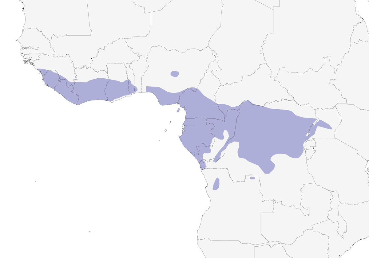 Ghiandaia marina dalla gola blu, Distribuzione 1