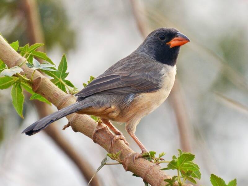 Black-throated Saltator, Photos 4