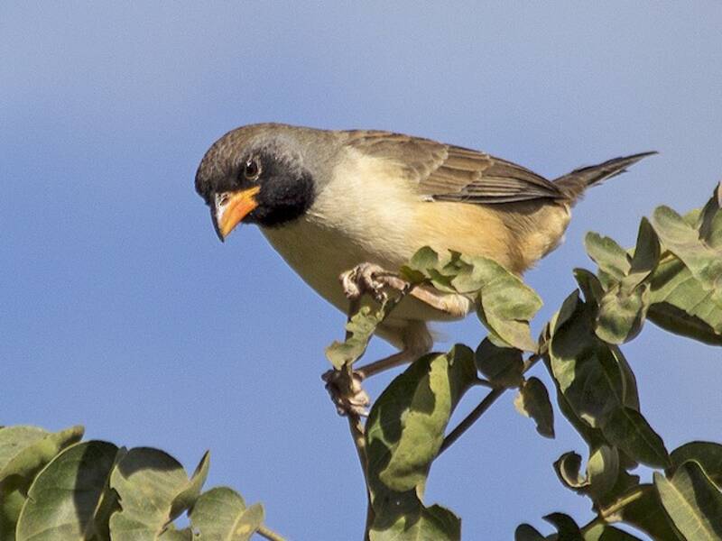 Black-throated Saltator, Photos 3