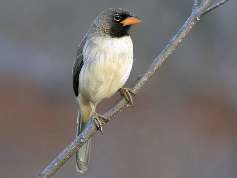 Black-throated Saltator, Photos 2