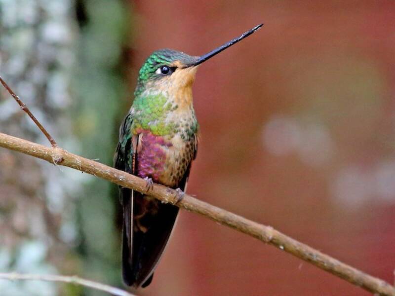 Coeligène hélianthe