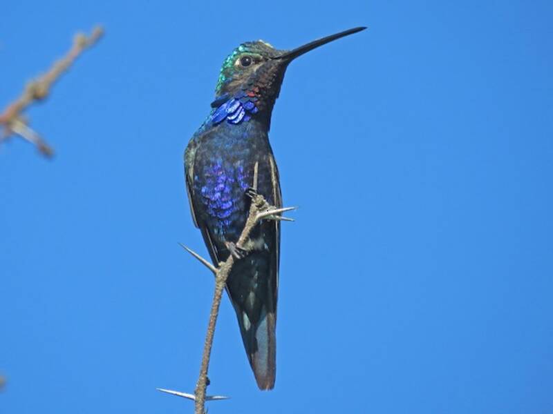 Blue-tufted Starthroat
