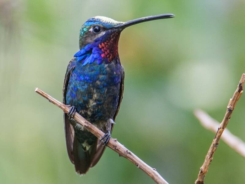 Blue-tufted Starthroat, 照片 2
