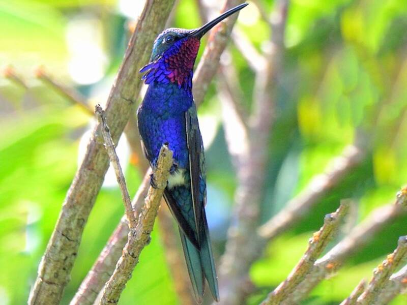 Blue-tufted Starthroat, 照片 3