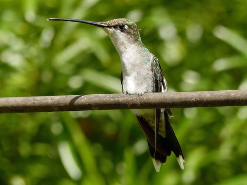 Blue-tufted Starthroat, 照片 4