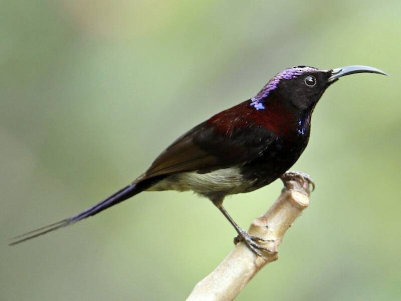 Nettarinia golanera, Foto 3