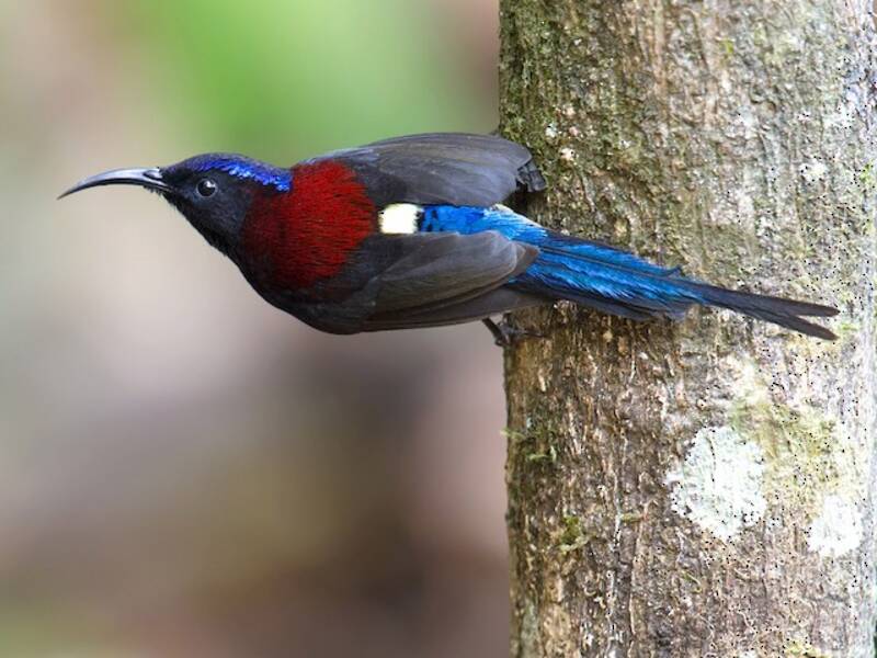 Black-throated Sunbird
