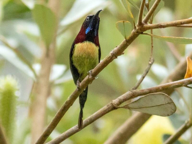 Nettarinia golanera, Foto 4