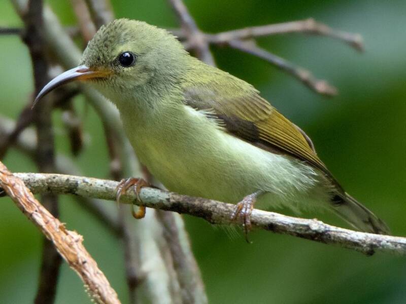 Nettarinia golanera, Foto 2