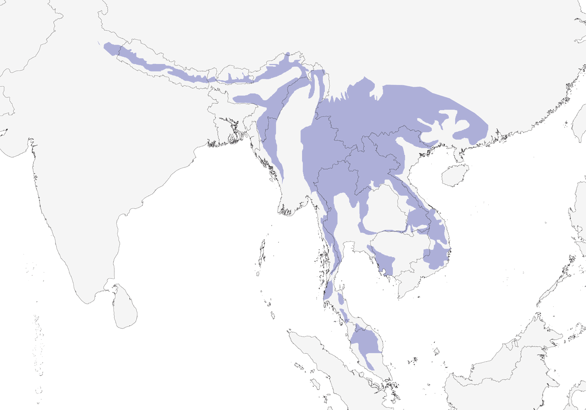 Nettarinia golanera, Distribuzione 1