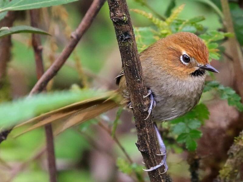 Black-throated Thistletail