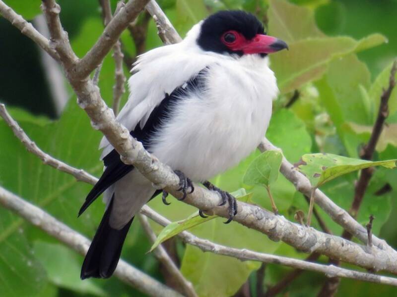 Titira codanera
