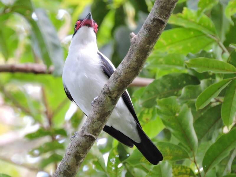 Titira codanera, Foto 3