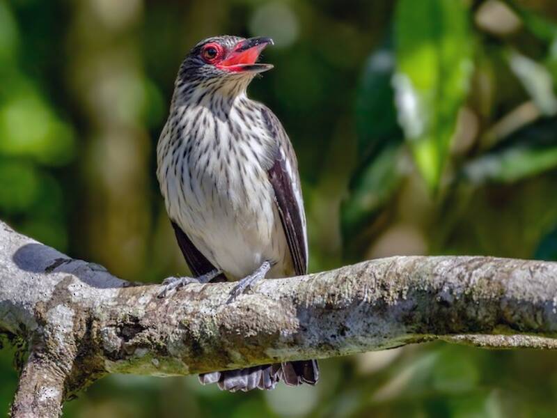 Titira codanera, Foto 4