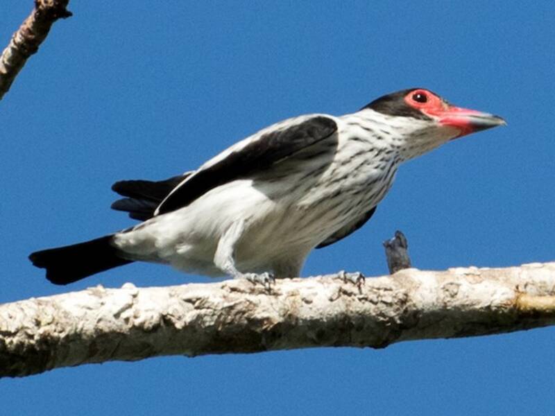 Titira codanera, Foto 2