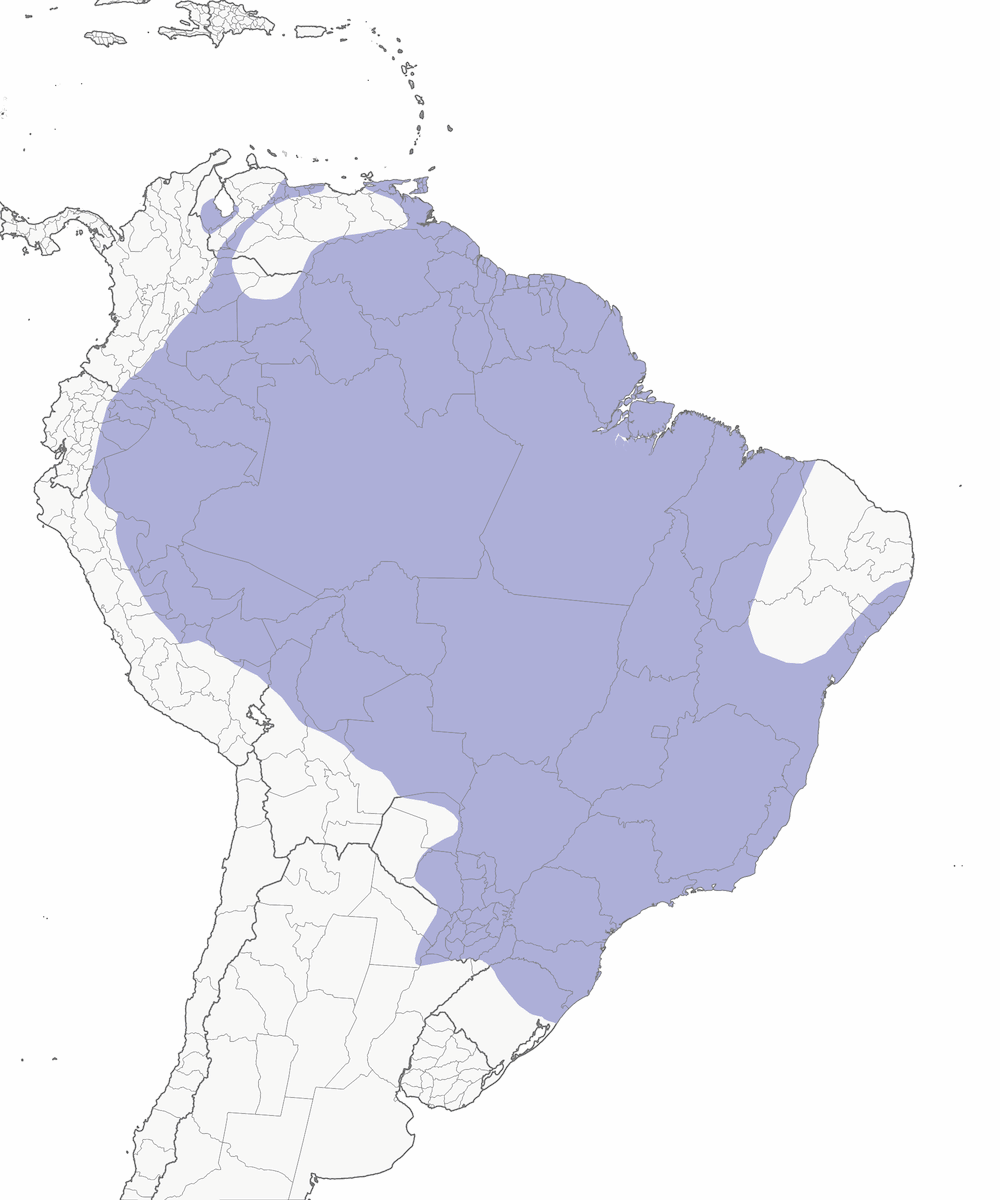 Titira codanera, Distribuzione 1