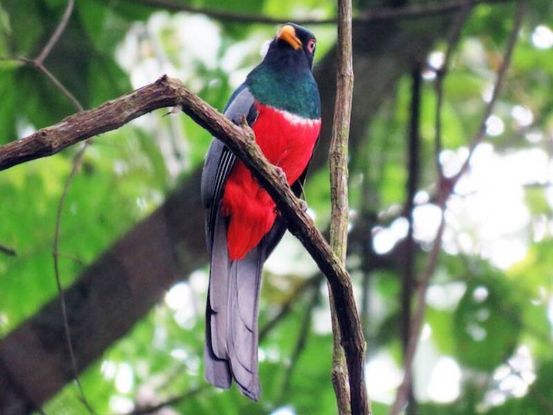 Schwarzschwanztrogon