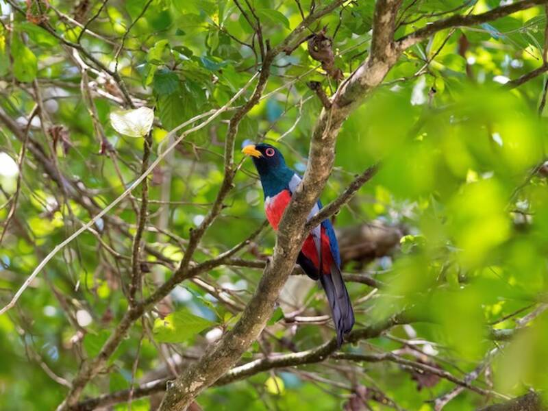 Black-tailed Trogon, Photos 2
