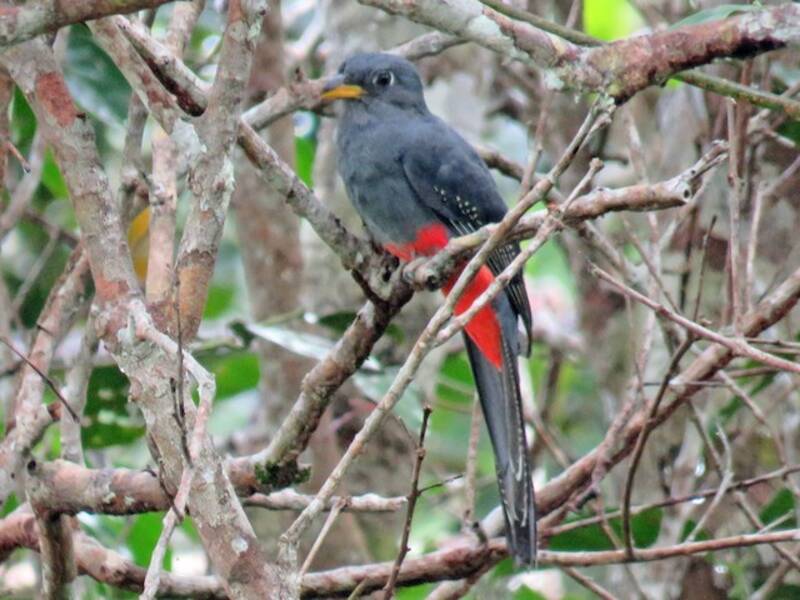 Black-tailed Trogon, Photos 3