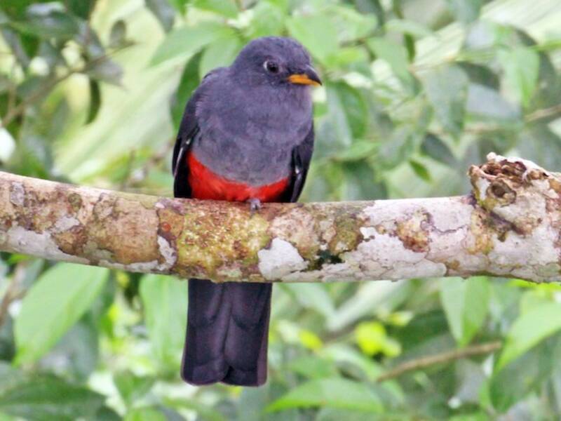 Black-tailed Trogon, Photos 4