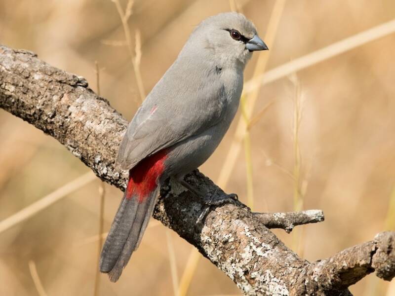 Black-tailed Waxbill, 照片 3