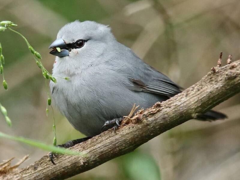 Black-tailed Waxbill, 照片 4