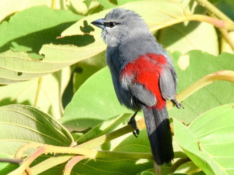 Black-tailed Waxbill, 照片 2