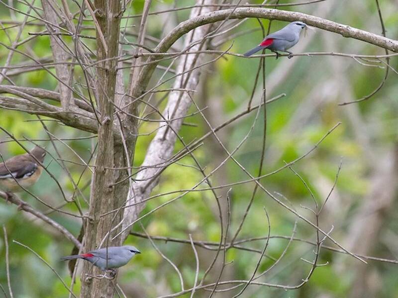 Black-tailed Waxbill