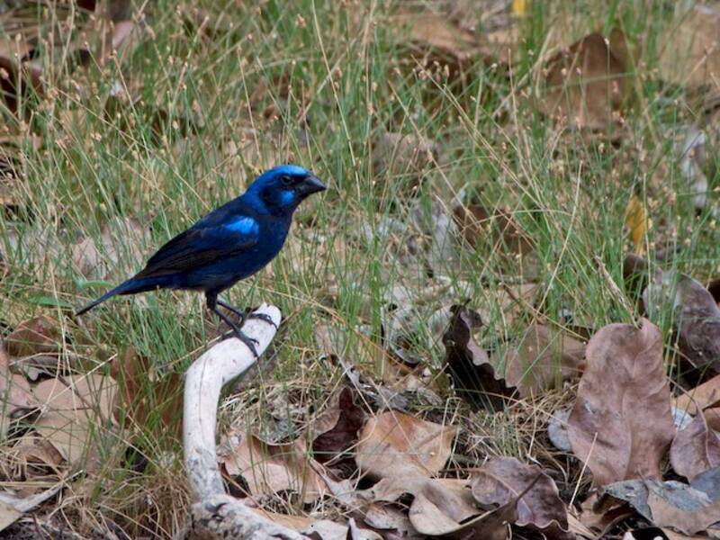 Blue Bunting, 照片 2
