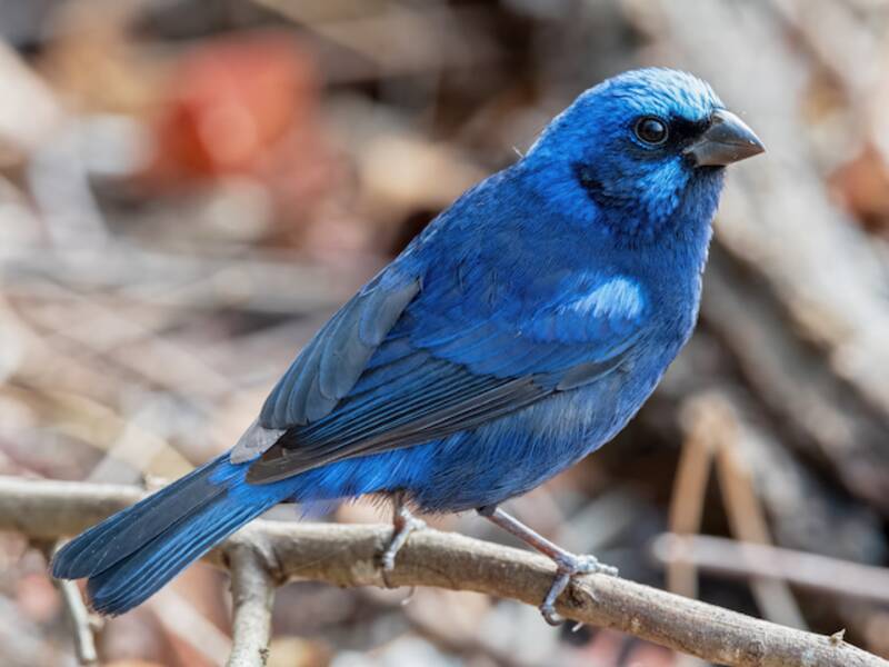 Blue Bunting, 照片 4