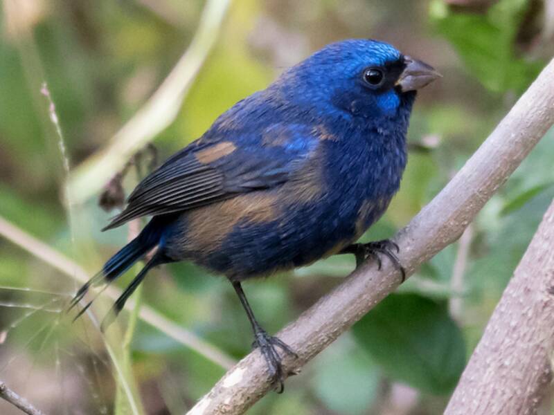 Blue Bunting