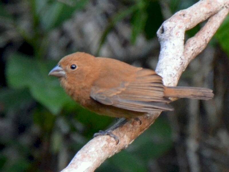 Blue Bunting, 照片 3